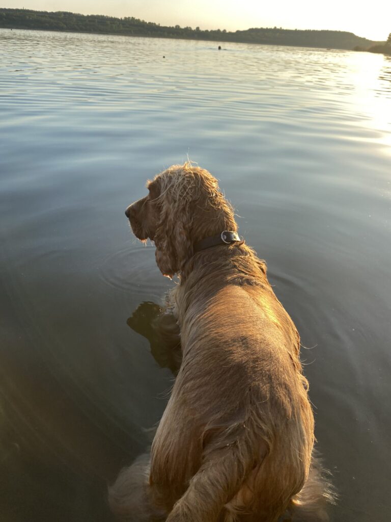 Cocker-Spaniel Igor beim Bad im Großkaynaer See