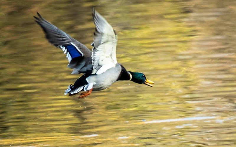 Wildentenflug